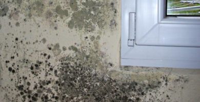 cómo quitar el moho de las paredes